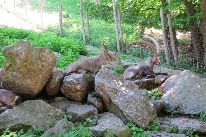 20220519 Enns Tierpark 11
