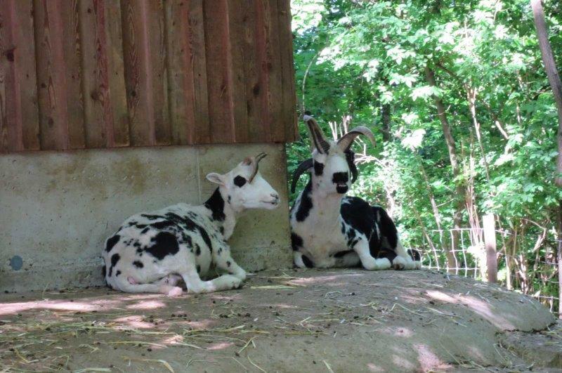 20220519 Enns Tierpark 12