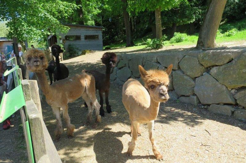 20220519 Enns Tierpark 9